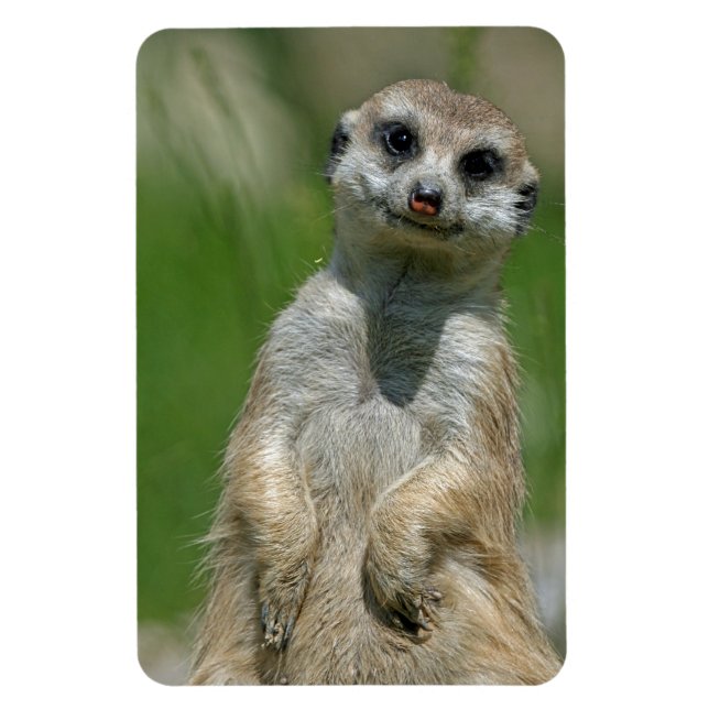 Meerkat 013 magnet (Vertical)