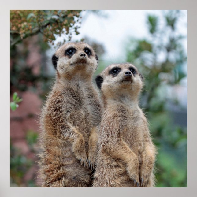 Meerkat 013 poster (Front)
