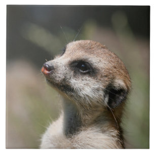 Meerkat 014 ceramic tile