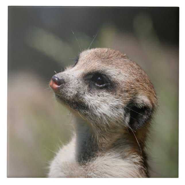 Meerkat 014 ceramic tile (Front)