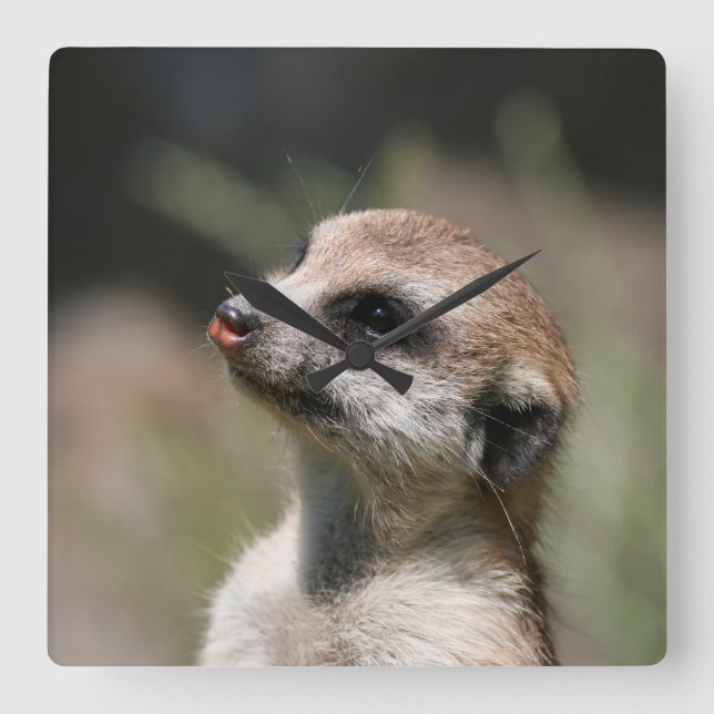 Meerkat 014 square wall clock (Front)