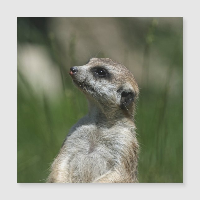 Meerkat 015 (Front)