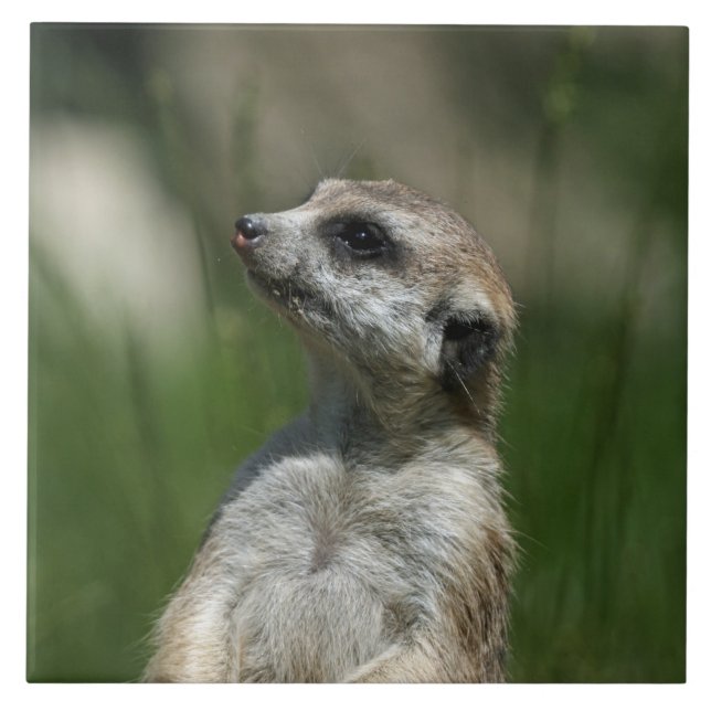 Meerkat 015 ceramic tile (Front)