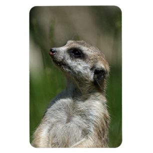 Meerkat 015 magnet