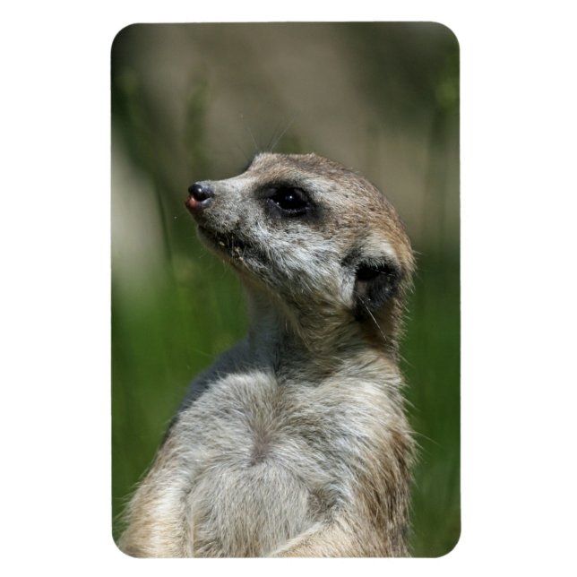 Meerkat 015 magnet (Vertical)