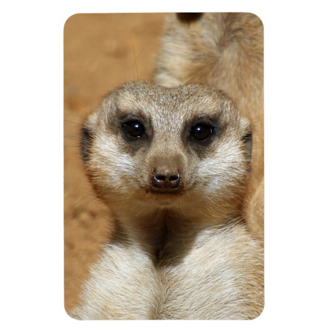 Meerkat 016 magnet (Vertical)
