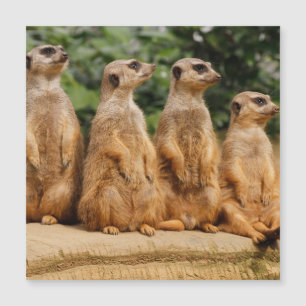 Meerkat 018