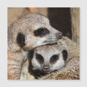 Meerkat 019