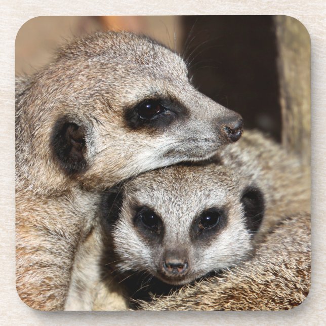 Meerkat 019 coaster (Front)