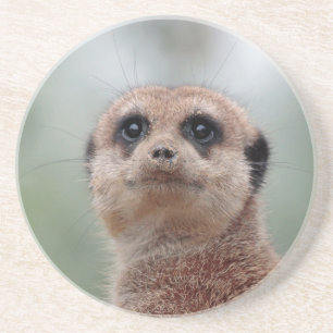 Meerkat 020 coaster