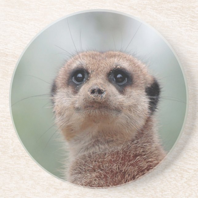 Meerkat 020 coaster (Front)