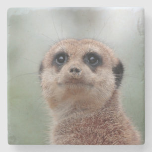 Meerkat 020 stone coaster