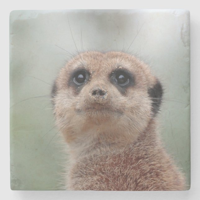 Meerkat 020 stone coaster (Front)
