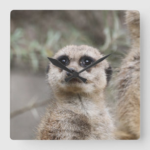 Meerkat 021 by JAMFoto Square Wall Clock