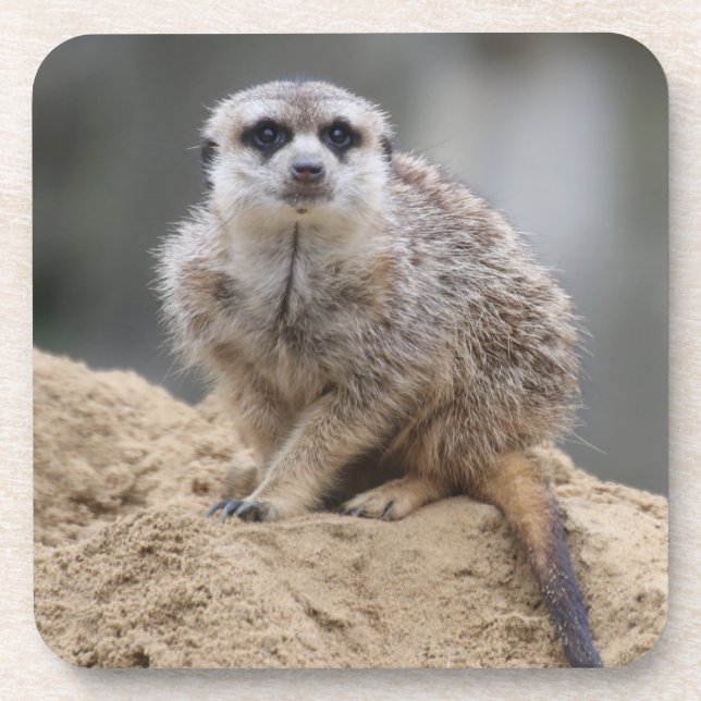 Meerkat 021 coaster (Front)