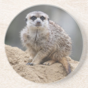 Meerkat 021 coaster