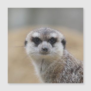 Meerkat 022