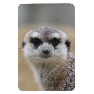 Meerkat 022 magnet