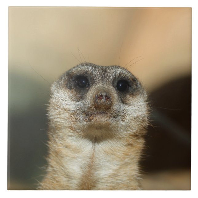 Meerkat 023 ceramic tile (Front)