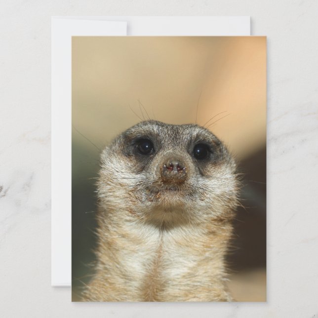 Meerkat 023 holiday card (Front)