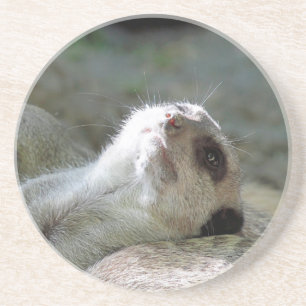 Meerkat 024 coaster