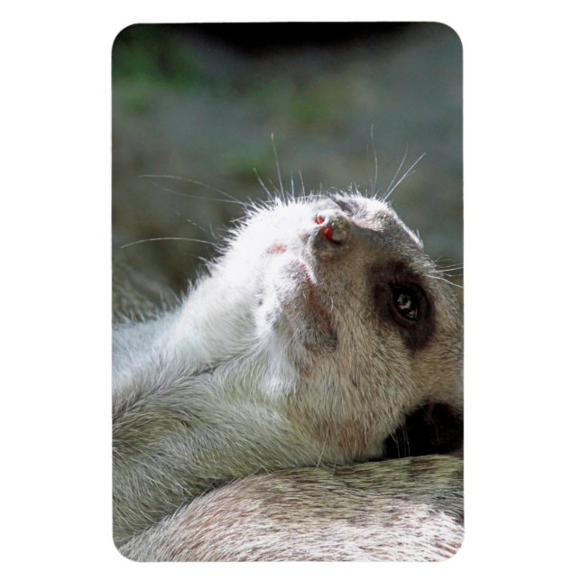 Meerkat 024 magnet (Vertical)