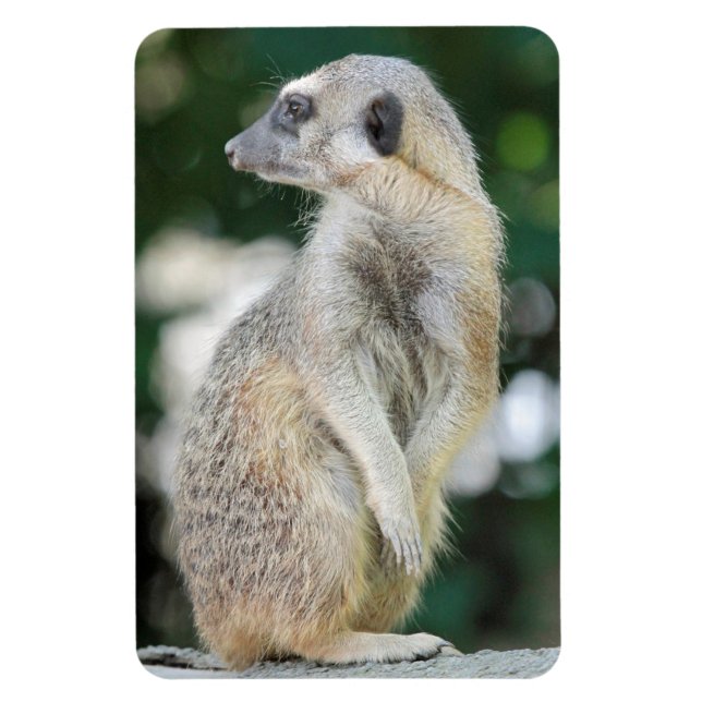 Meerkat 025 magnet (Vertical)