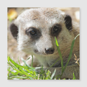Meerkat 026