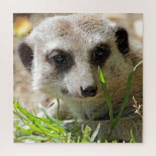 Meerkat 026 jigsaw puzzle