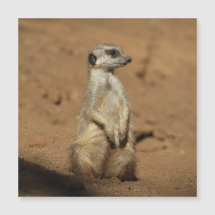 Meerkat 027