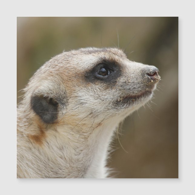 Meerkat 028 (Front)