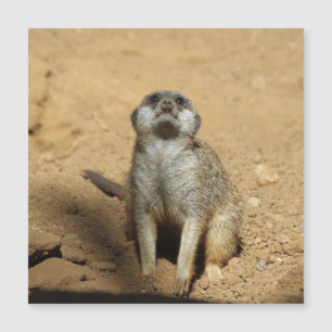 Meerkat 031