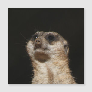 Meerkat 032