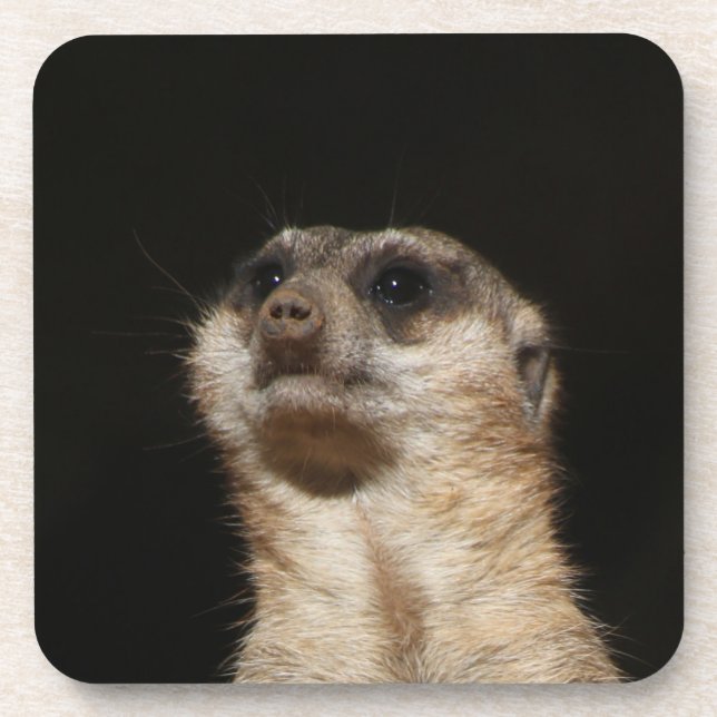 Meerkat 032 coaster (Front)