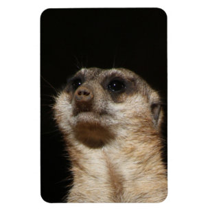 Meerkat 032 magnet