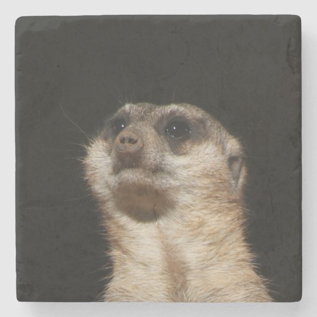 Meerkat 032 stone coaster (Front)