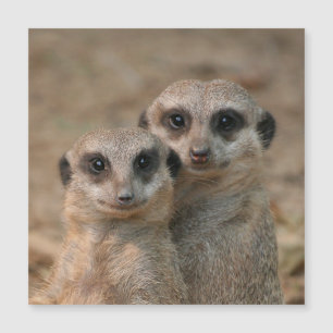 Meerkat 033