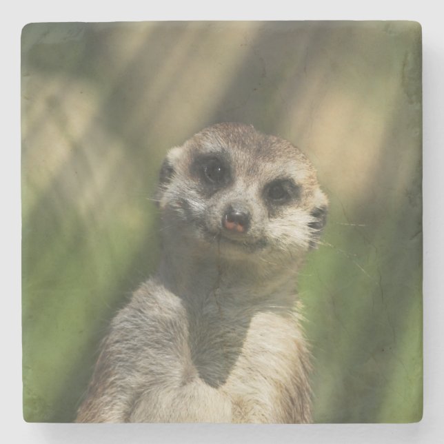 Meerkat 034 stone coaster (Front)
