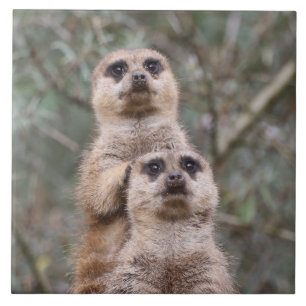 Meerkat 035 ceramic tile