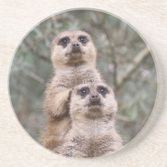 Meerkat 035 coaster (Front)