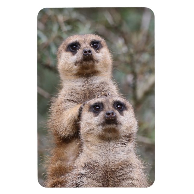 Meerkat 035 magnet (Vertical)