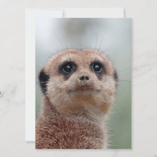 Meerkat 036 holiday card