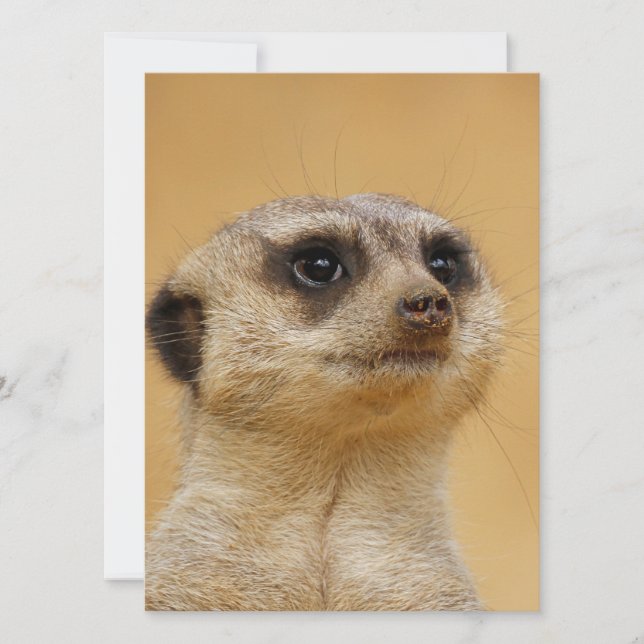 Meerkat 037 holiday card (Front)