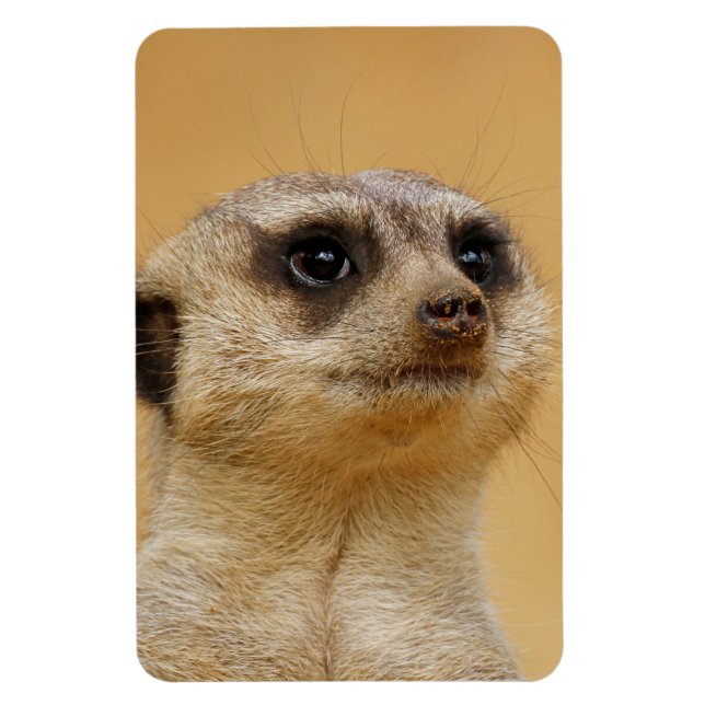 Meerkat 037 magnet (Vertical)