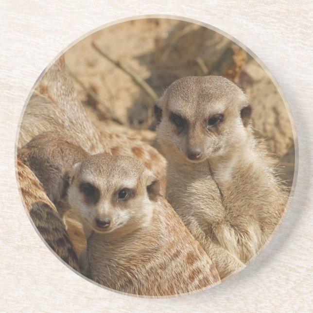 Meerkat 039 coaster (Front)