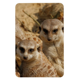 Meerkat 039 magnet