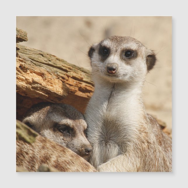 Meerkat 042 (Front)
