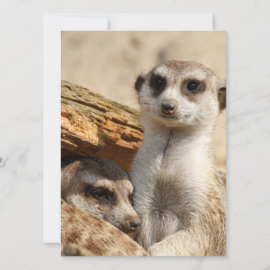 Meerkat 042 holiday card