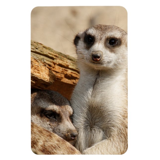 Meerkat 042 magnet (Vertical)
