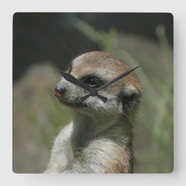 Meerkat 043 square wall clock (Front)